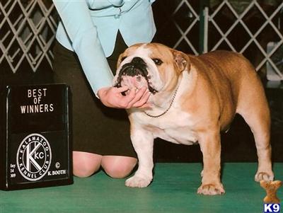 Stud Dogs - English Bulldog