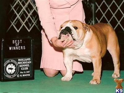 Stud Dogs - Bulldog