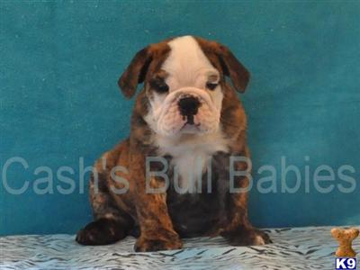 English Bulldog Puppies for Sale