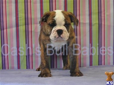 English Bulldog Puppies for Sale