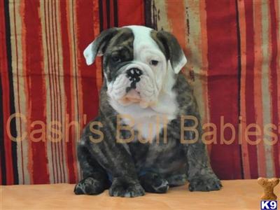 English Bulldog Puppies for Sale
