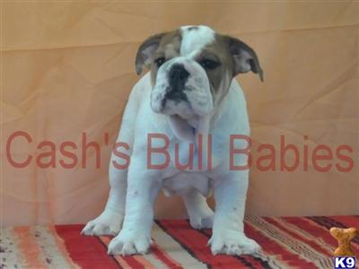 English Bulldog Puppies for Sale