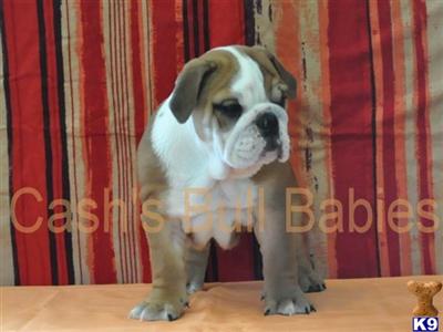 English Bulldog Puppies for Sale