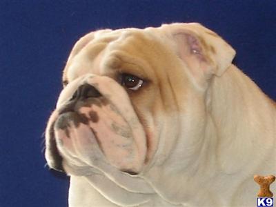 Stud Dogs - English Bulldog