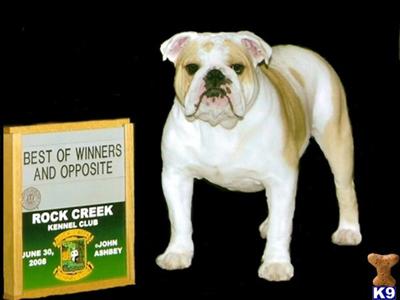 Stud Dogs - Bulldog