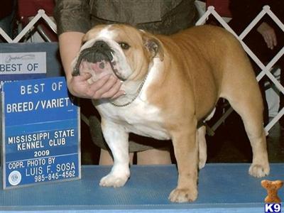 Stud Dog