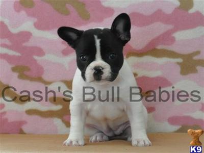 French Bulldog Puppies for Sale