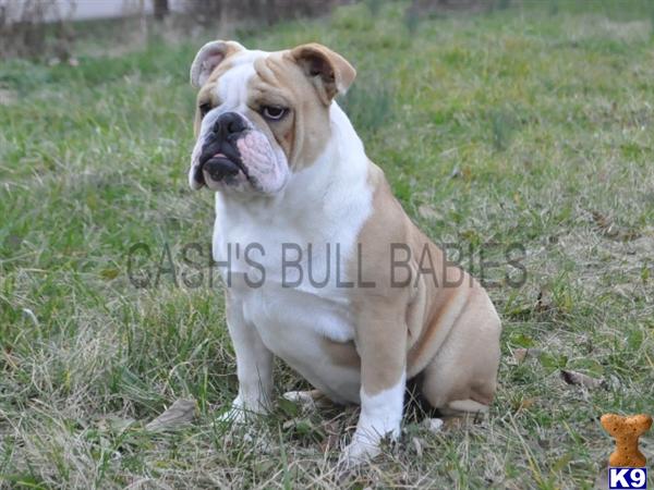 Bulldog Puppies