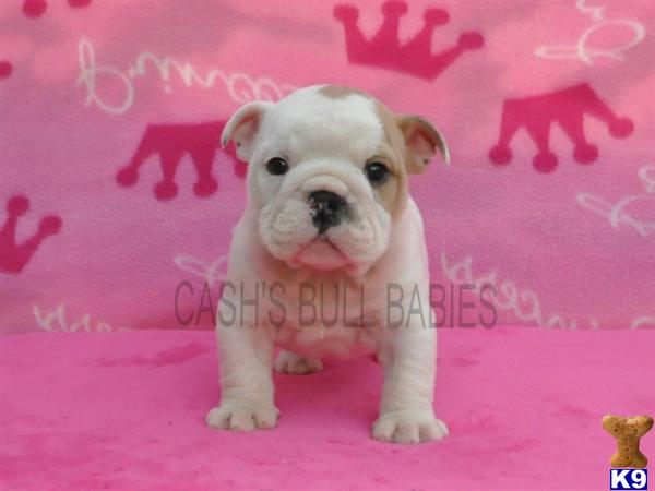 Puppies in Owingsville