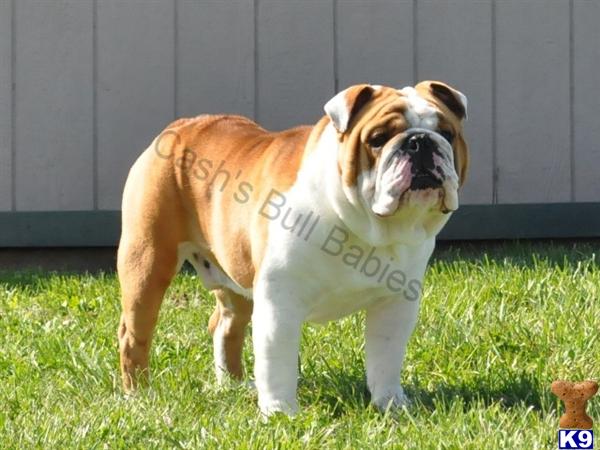 Stud Dogs - English Bulldog