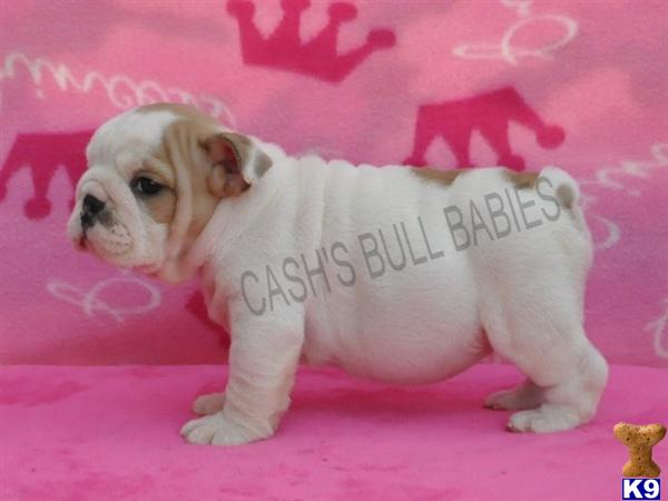 Puppies in Owingsville