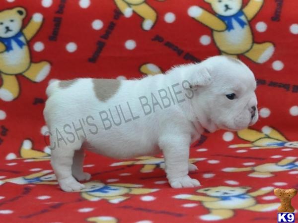 English Bulldog Puppies