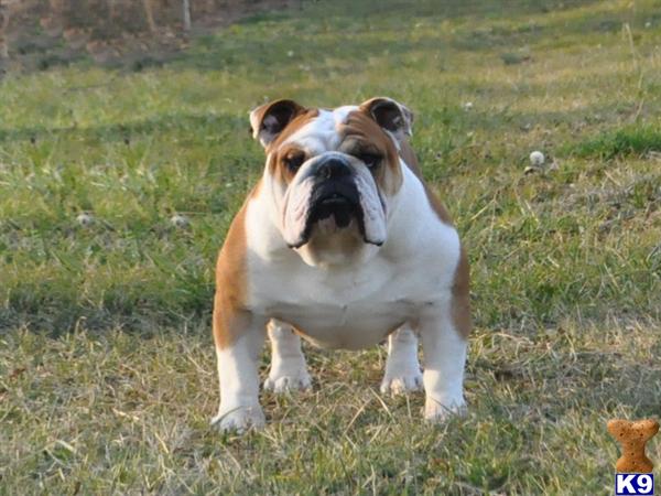 Stud Dogs - English Bulldog