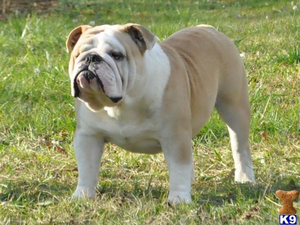 Stud Dogs - English Bulldog