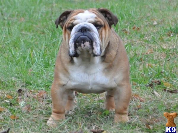 Stud Dogs - English Bulldog