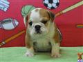 Bulldog