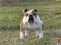 Stud Dog