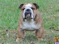 Stud Dog