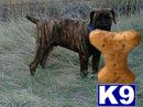 Dogs for Sale in CO