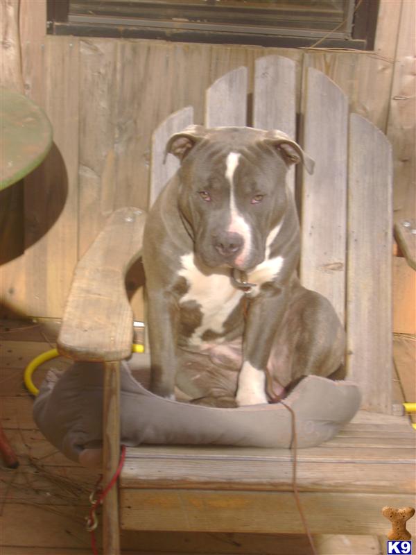 Dogs - American Pit Bull