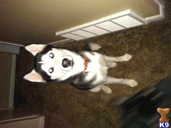 Stud Dogs - Siberian Husky