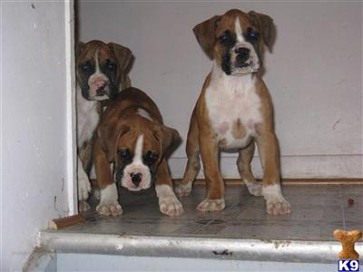 Boxer+puppies+for+sale+in+iowa