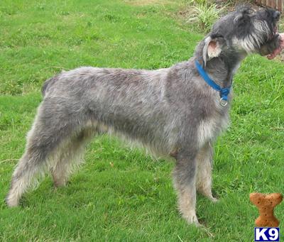 Stud Dogs - Giant Schnauzer