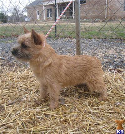 Norwich Terrier Puppies for Sale