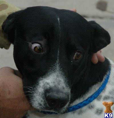 Rescue Dogs