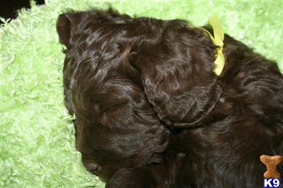 Puppies in San marcos