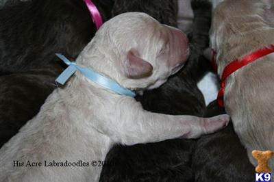 Puppies in San marcos