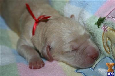 Puppies in San marcos