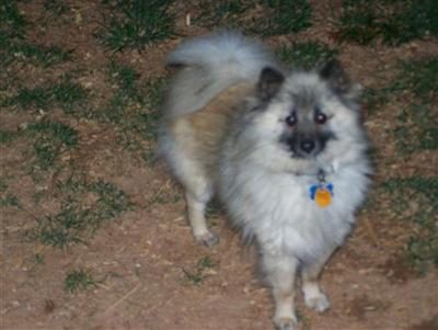 Dogs for Sale in SC