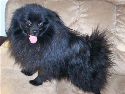 Dogs for Sale in SC