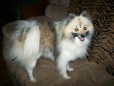 Dogs for Sale in SC