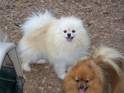 Dogs - Pomeranian
