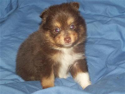 Puppies in SC