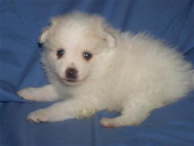 Puppies in SC