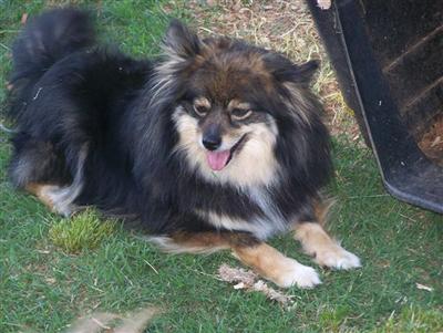 Dogs for Sale in SC