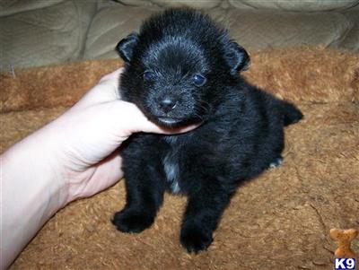 Puppies for Sale