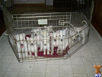 German Shepherd Puppies for Sale