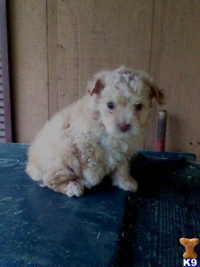 Puppies in Ashland
