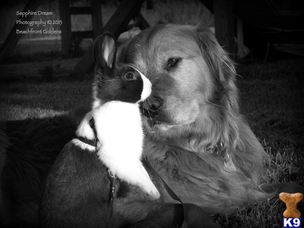 Stud Dogs - Golden Retriever