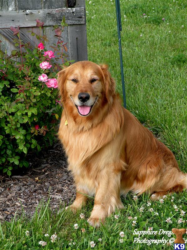 Stud Dogs - Golden Retriever