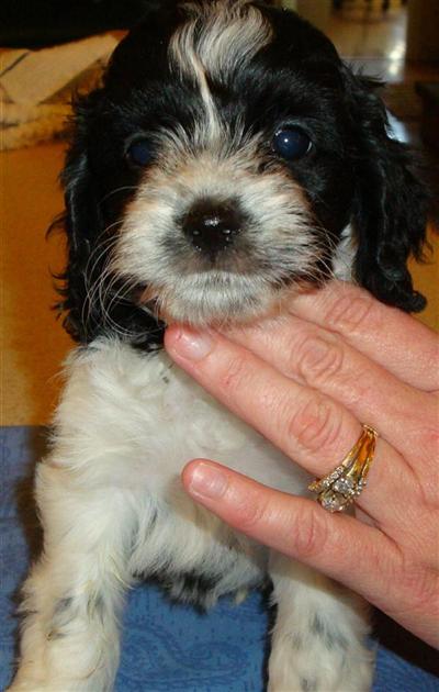 Cockapoos Puppies for Sale