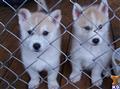 Siberian Husky