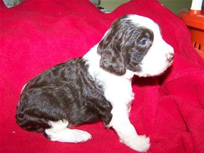 English Springer Spaniel Puppies for Sale