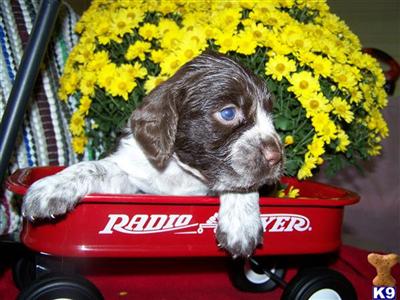 English Springer Spaniel Puppies for Sale