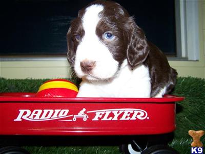 Puppies in Hattiesburg