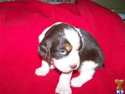 English Springer Spaniel Puppies for Sale